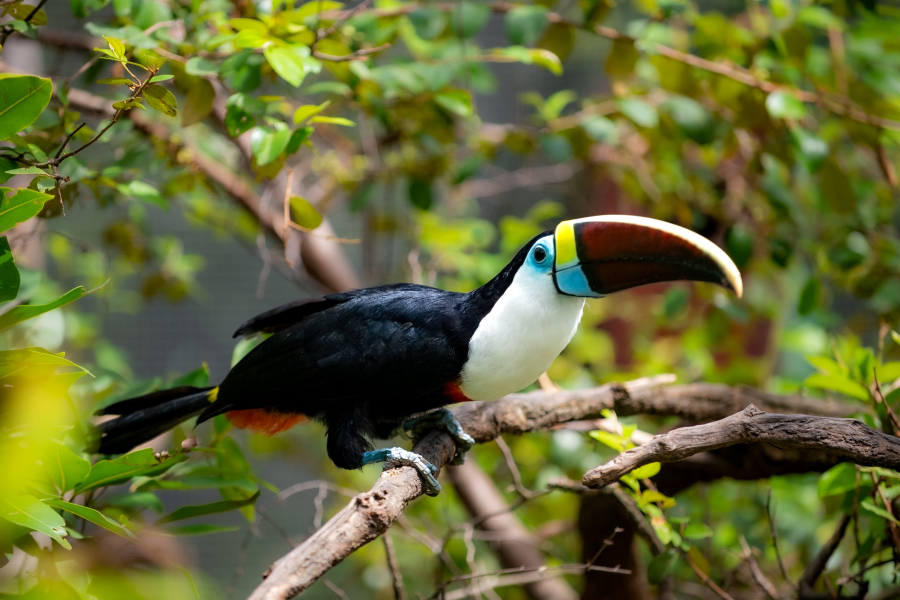 Bosque dos Papagaios reúne fauna resgatada e vida livre em área verde de Boa Vista