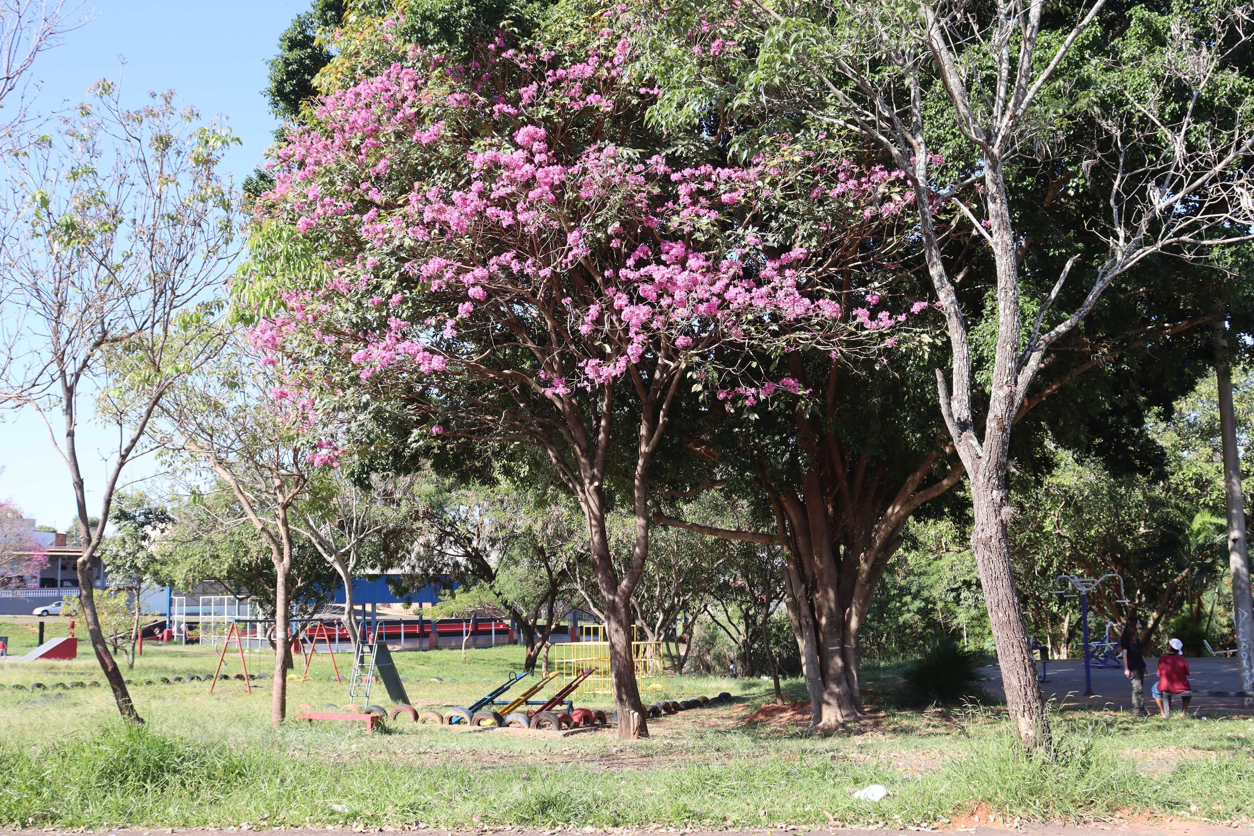 Florada do ipê encanta moradores e colore Presidente Prudente no inverno; VEJA FOTOS